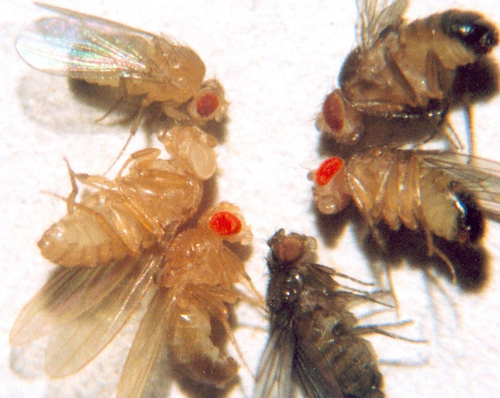 drosophila melanogaster genetics experiment